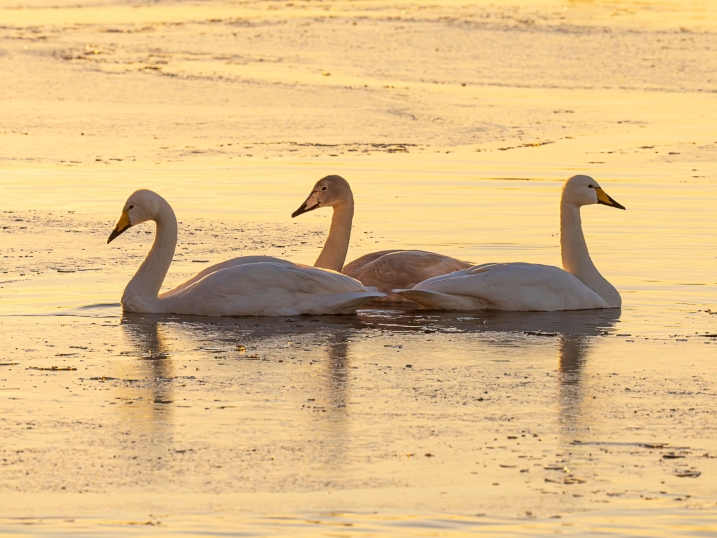 Three whooper swans sat in icy water, bathed in the glow of sunrise. By Simon Stirrup.